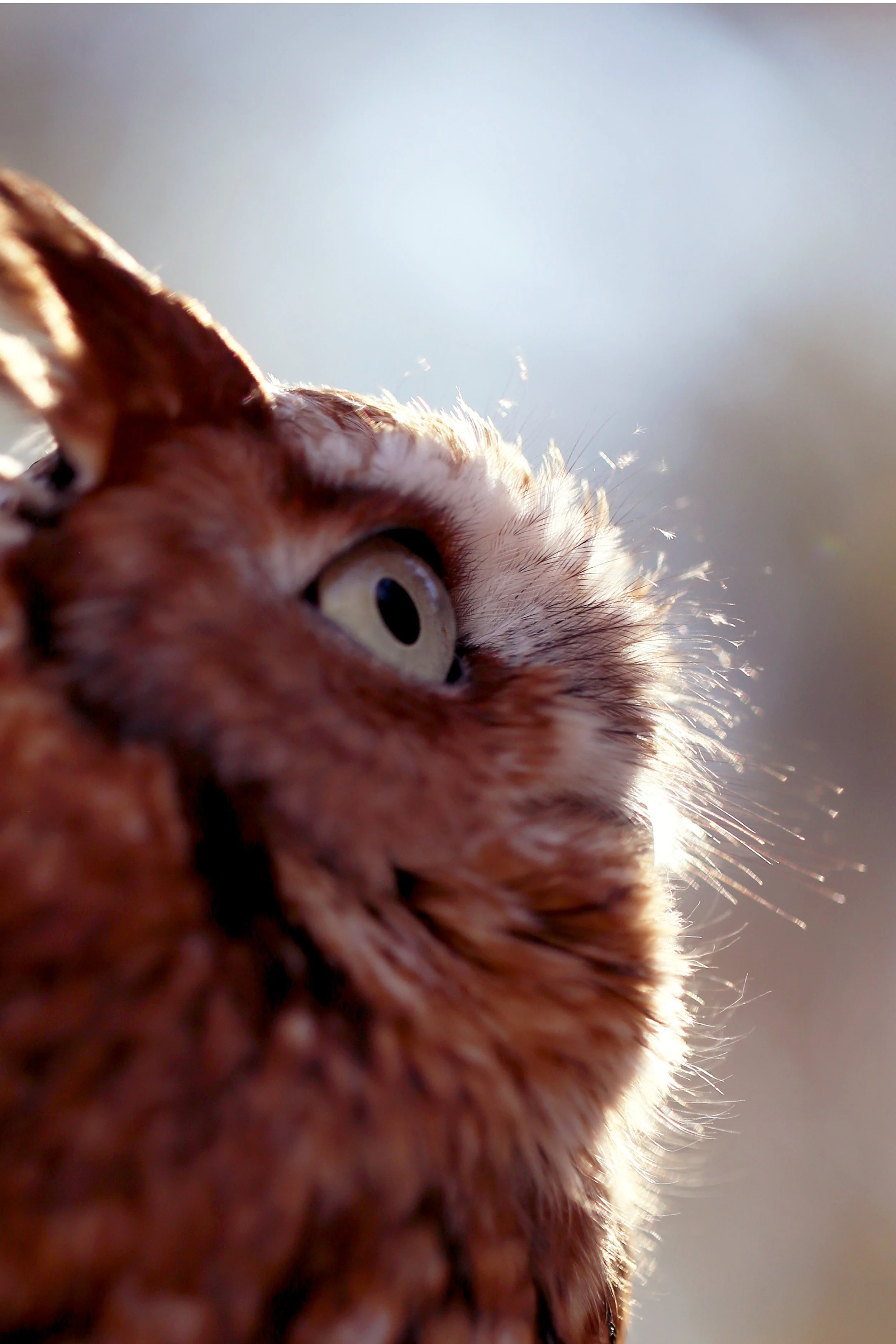 In Memory: Otus the Eastern Screech Owl — Piedmont Wildlife Center